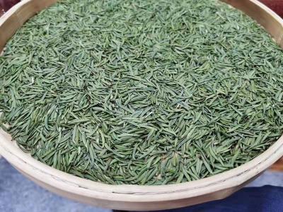 筠連綠茶